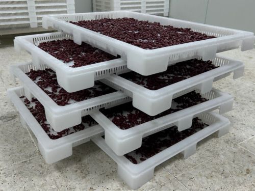 Latest company news about ¿Qué es la encapsulación de gel blando?